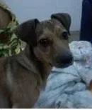 Cachorro ra a SRD idade 7 a 11 meses nome XICA