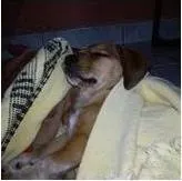 Cachorro ra a SRD idade 7 a 11 meses nome XICA