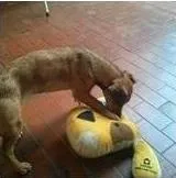 Cachorro ra a SRD idade 7 a 11 meses nome XICA