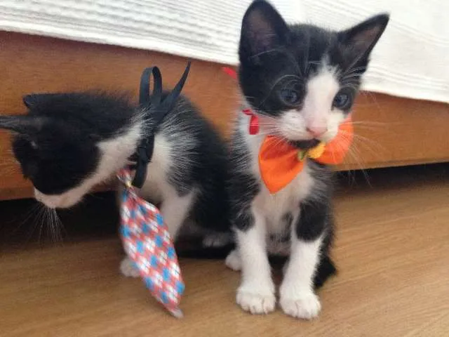 Gato raça  idade Abaixo de 2 meses nome Chico e Frederico
