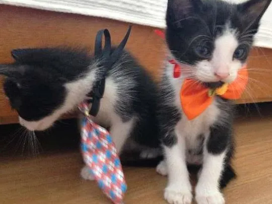 Gato raça  idade Abaixo de 2 meses nome Chico e Frederico