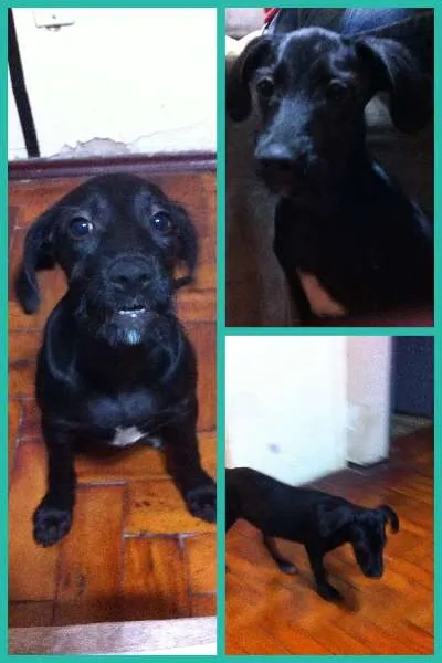 Cachorro ra a SRD idade Abaixo de 2 meses nome Judith