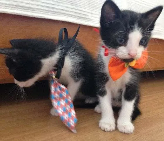 Gato raça  idade Abaixo de 2 meses nome Chico e Frederico