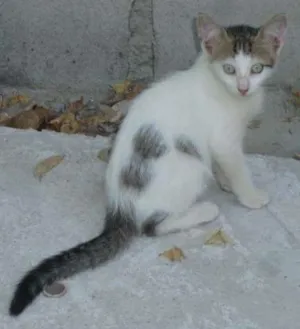 Gato raça  idade 2 a 6 meses nome Blue