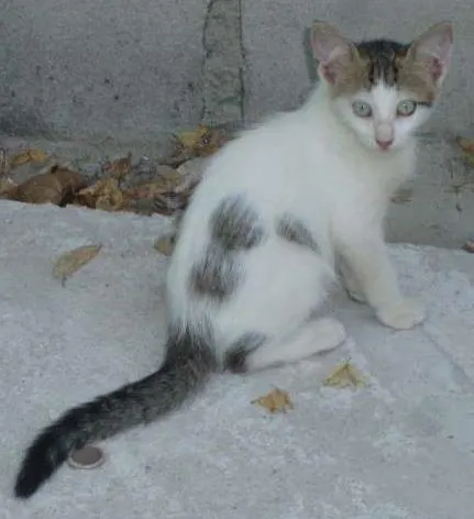 Gato raça  idade 2 a 6 meses nome Blue