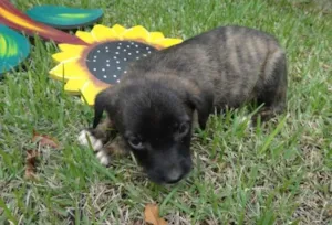 Cachorro raça sem raça idade Abaixo de 2 meses nome sem nome