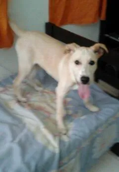 Cachorro ra a  idade 2 a 6 meses nome Aladim