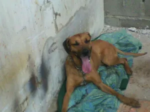 Cachorro raça Misturados idade 5 anos nome Bred Pitty
