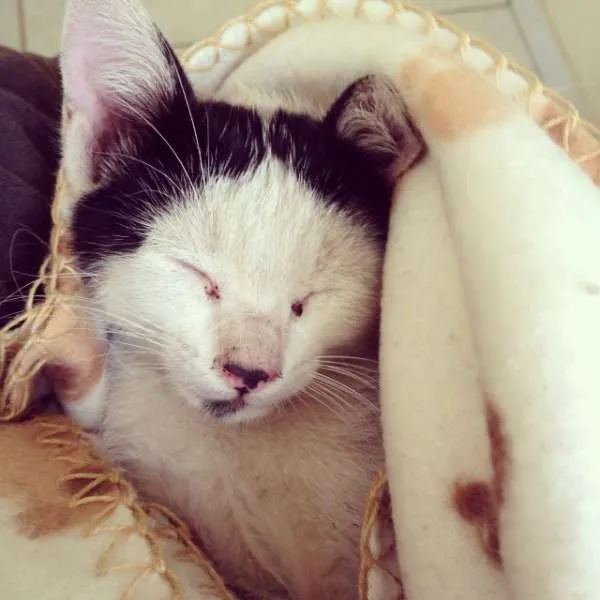 Gato ra a mestiço idade 2 a 6 meses nome johnny boy