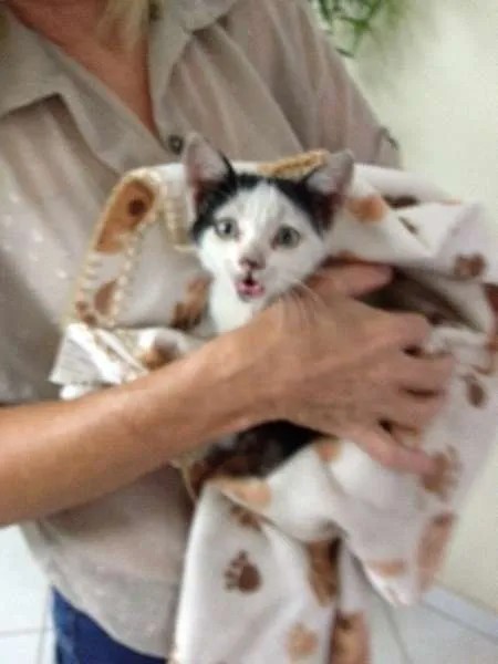 Gato ra a mestiço idade 2 a 6 meses nome johnny boy