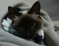Ninha