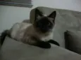 Ninha