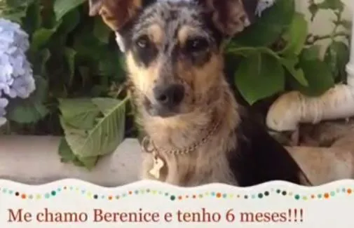 Berenice