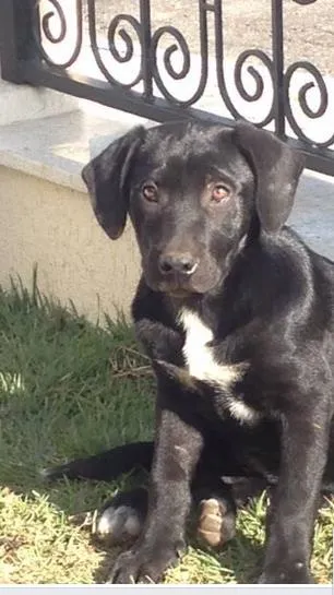 Cachorro raça sdr idade 2 a 6 meses nome Preta