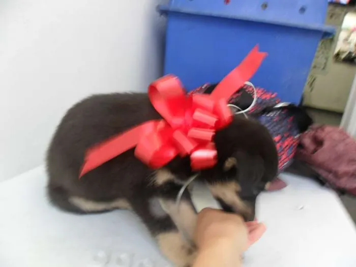 Cachorro ra a SRD idade 2 a 6 meses nome fILHOTE