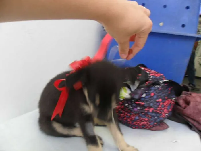 Cachorro ra a SRD idade 2 a 6 meses nome fILHOTE