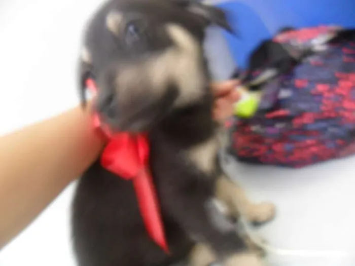 Cachorro ra a SRD idade 2 a 6 meses nome fILHOTE
