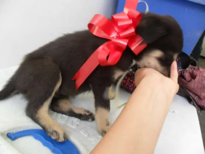 Cachorro ra a SRD idade 2 a 6 meses nome fILHOTE