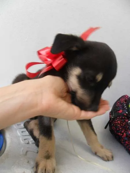 Cachorro ra a SRD idade 2 a 6 meses nome fILHOTE
