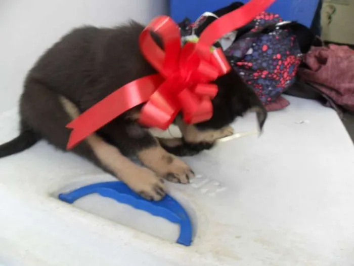 Cachorro ra a SRD idade 2 a 6 meses nome fILHOTE