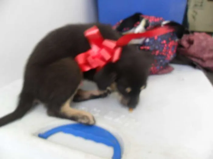 Cachorro ra a SRD idade 2 a 6 meses nome fILHOTE
