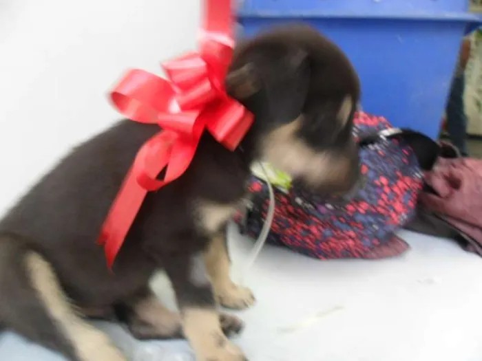 Cachorro ra a SRD idade 2 a 6 meses nome fILHOTE