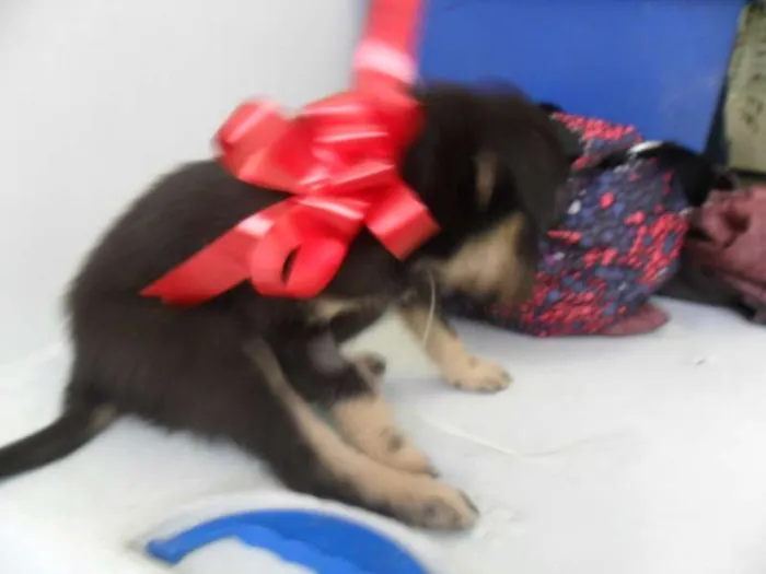 Cachorro ra a SRD idade 2 a 6 meses nome fILHOTE