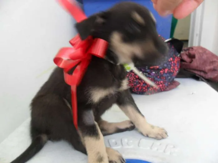 Cachorro ra a SRD idade 2 a 6 meses nome fILHOTE