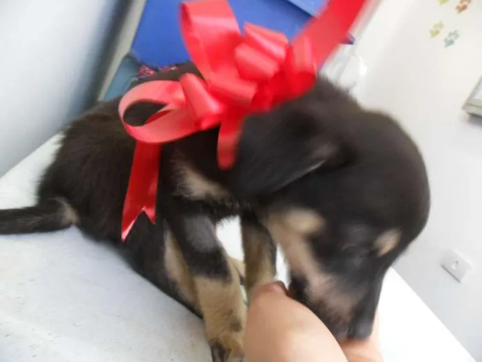 Cachorro ra a SRD idade 2 a 6 meses nome fILHOTE