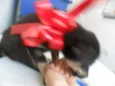 fILHOTE
