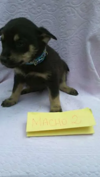 Cachorro ra a SRD idade 2 a 6 meses nome fILHOTE