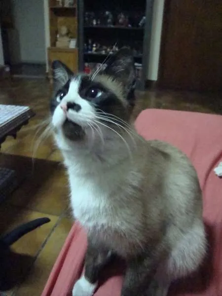 Gato ra a SRD idade 2 anos nome Smigol GRATIFICA