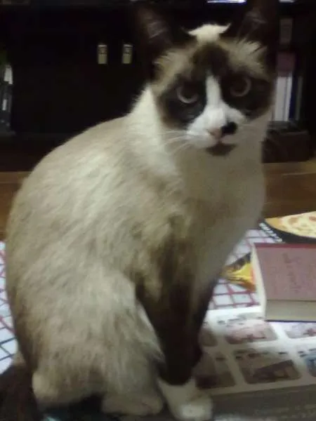 Gato ra a SRD idade 2 anos nome Smigol GRATIFICA