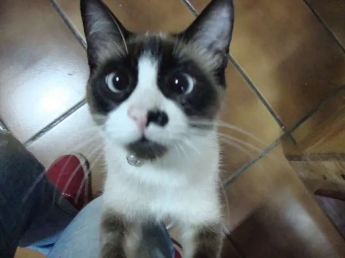 Gato ra a SRD idade 2 anos nome Smigol GRATIFICA