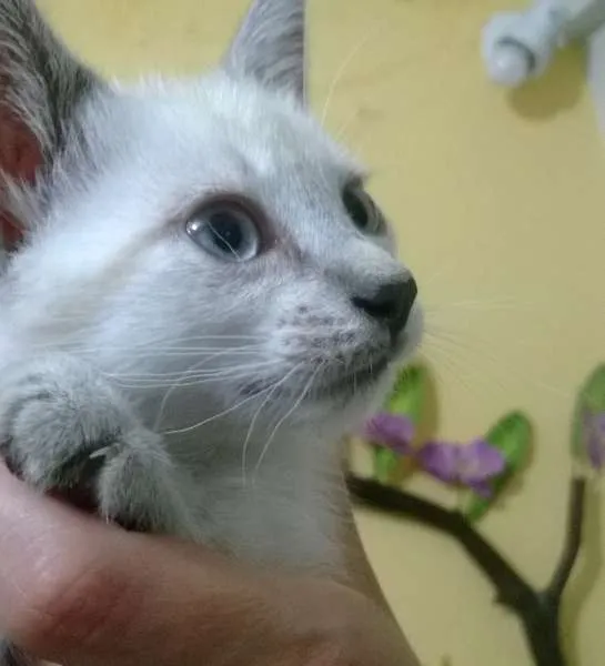 Gato raça SRD idade 2 a 6 meses nome Pan e Simba