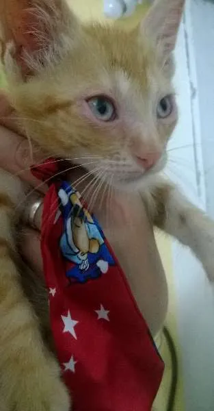 Gato raça SRD idade 2 a 6 meses nome Pan e Simba