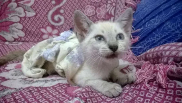 Gato raça SRD idade 2 a 6 meses nome Pan e Simba