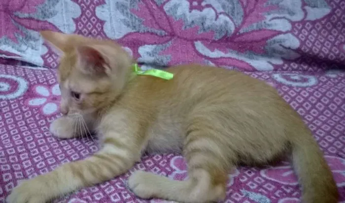 Gato raça SRD idade 2 a 6 meses nome Pan e Simba
