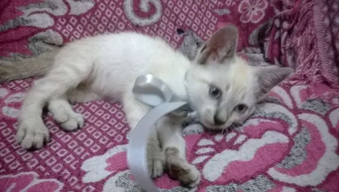 Gato raça SRD idade 2 a 6 meses nome Pan e Simba