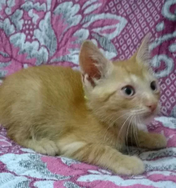 Gato raça SRD idade 2 a 6 meses nome Pan e Simba