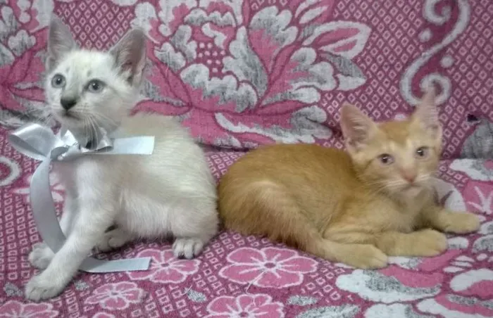 Gato raça SRD idade 2 a 6 meses nome Pan e Simba