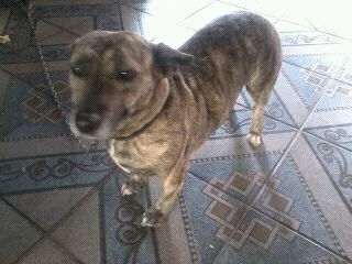 Cachorro ra a indefinida idade 5 anos nome dara