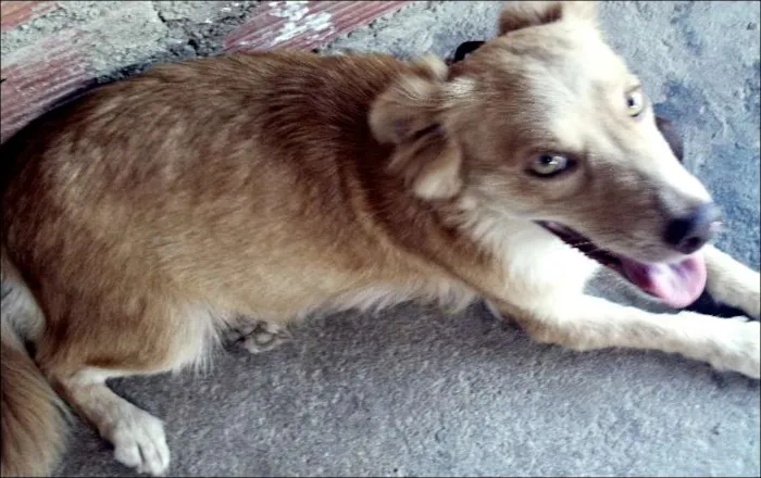 Cachorro raça  idade 2 anos nome lesse