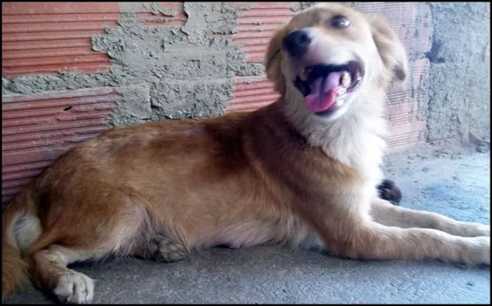 Cachorro raça  idade 2 anos nome lesse