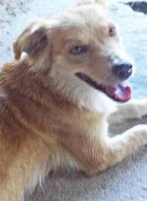 Cachorro raça  idade 2 anos nome lesse