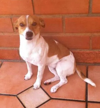 Cachorro ra a Não tem idade 1 ano nome Thon