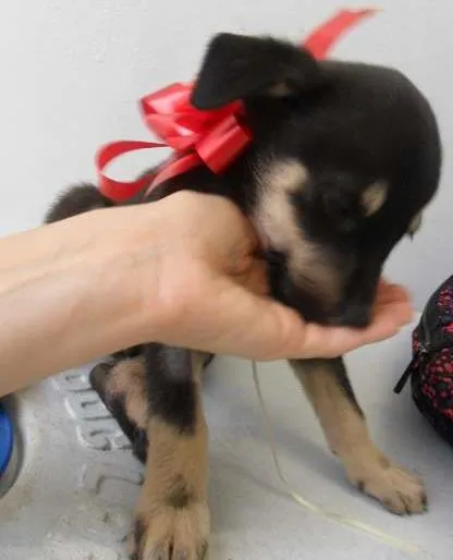 Cachorro ra a SRD idade 2 a 6 meses nome fILHOTE