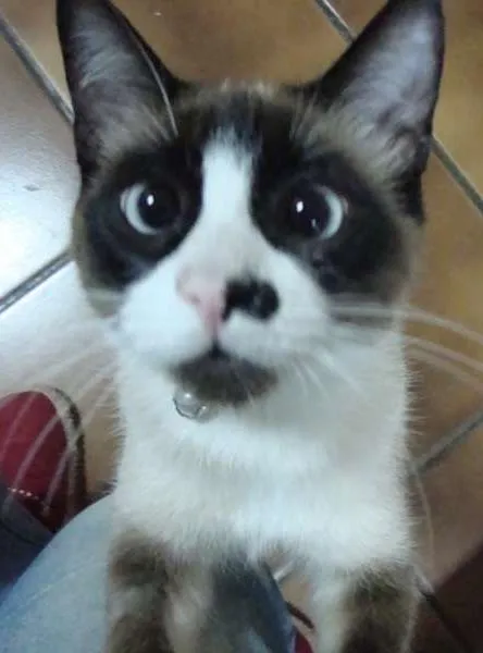 Gato ra a SRD idade 2 anos nome Smigol GRATIFICA