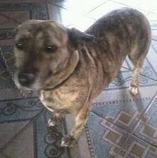 Cachorro ra a indefinida idade 5 anos nome dara