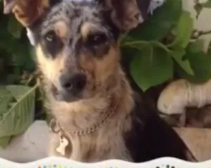 Cachorro raça srd idade 7 a 11 meses nome Berenice
